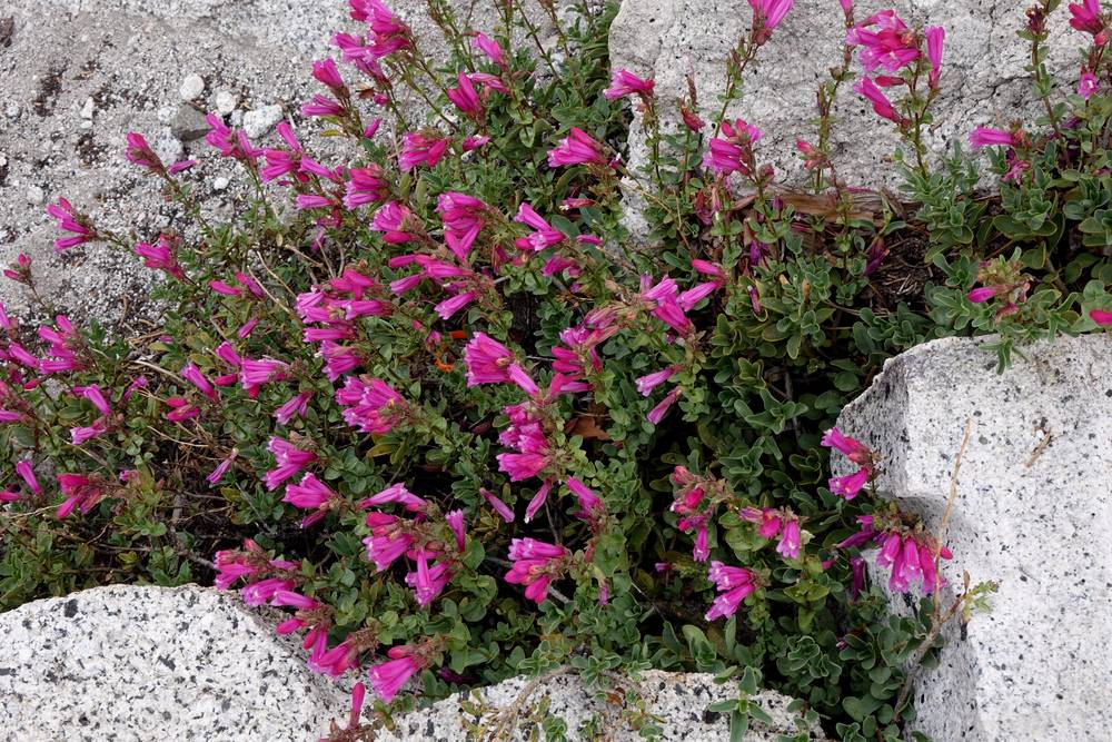 Pink Penstemons